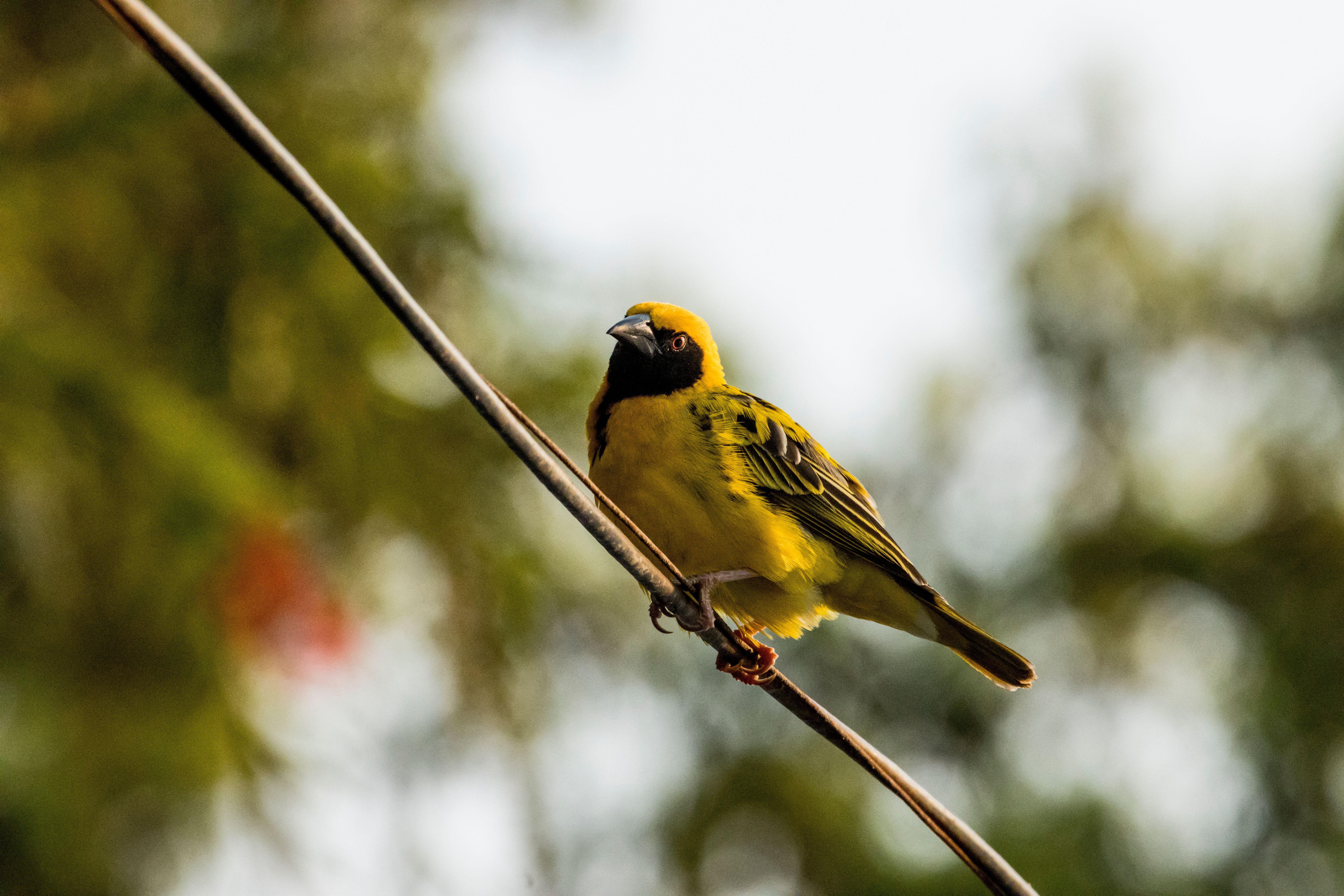 Fotomural Primer plano de un vívido pájaro tejedor de una aldea africana sobre un alambre contra un fondo natural borroso.