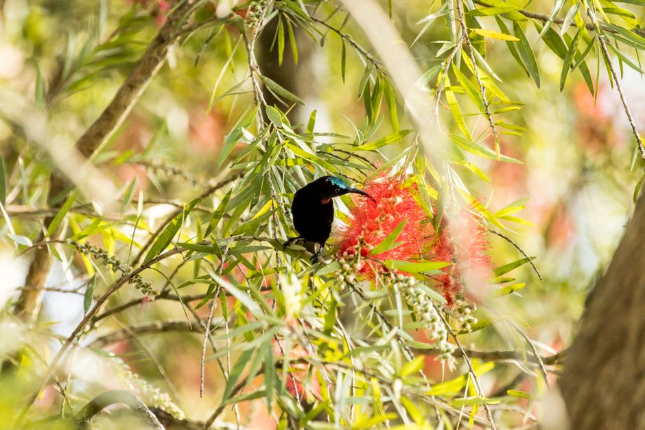 Photo by Charmain Jansen van Rensburg on Pexels A sunbird perched on a colorful Callistemon flower amidst green leaves in a sunlit environment.
