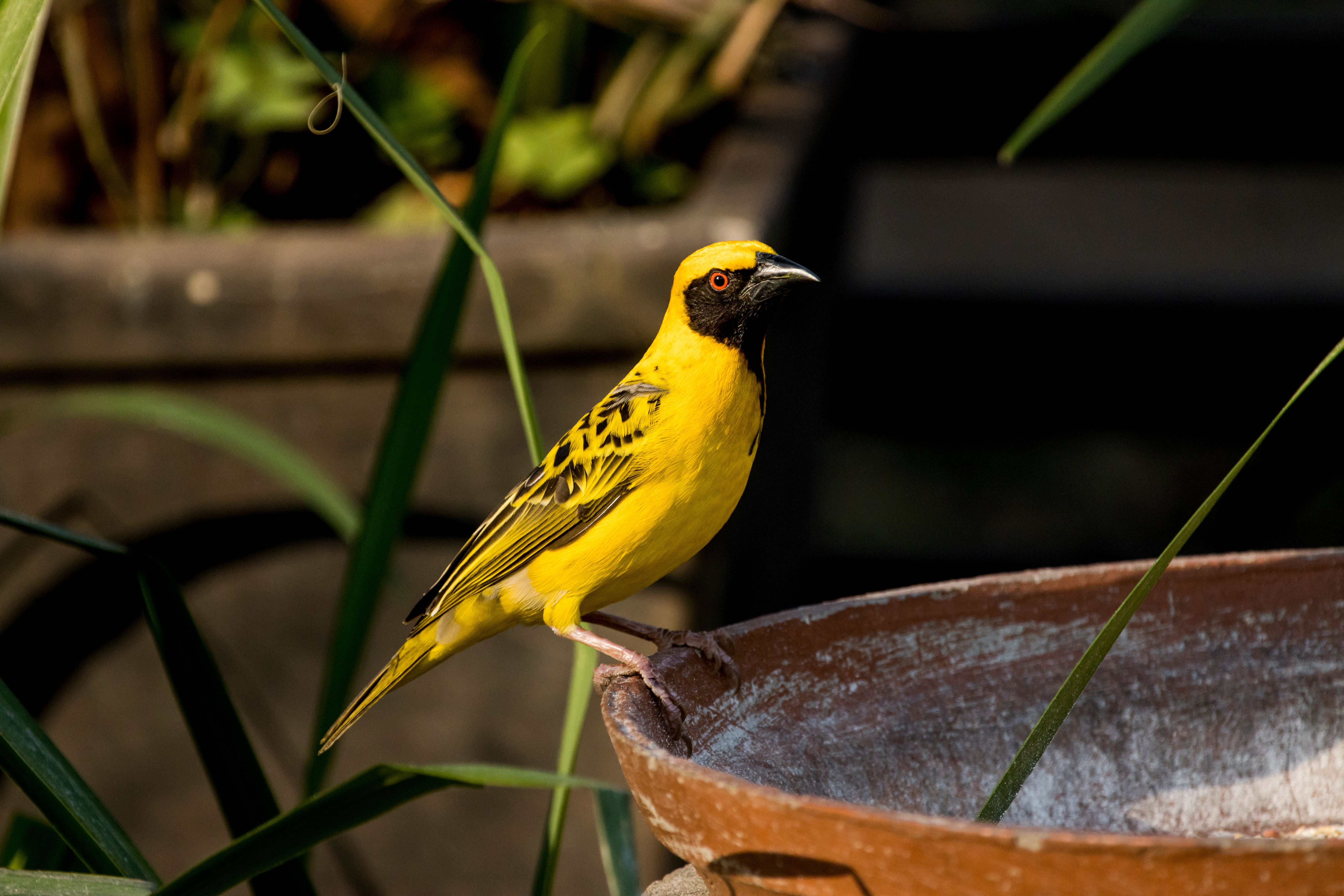 Fotomural Un llamativo pájaro tejedor amarillo posado en una maceta, capturado a la luz del día.