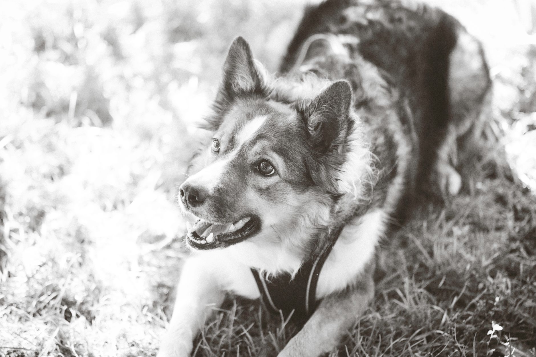 Veterinary care for a dog