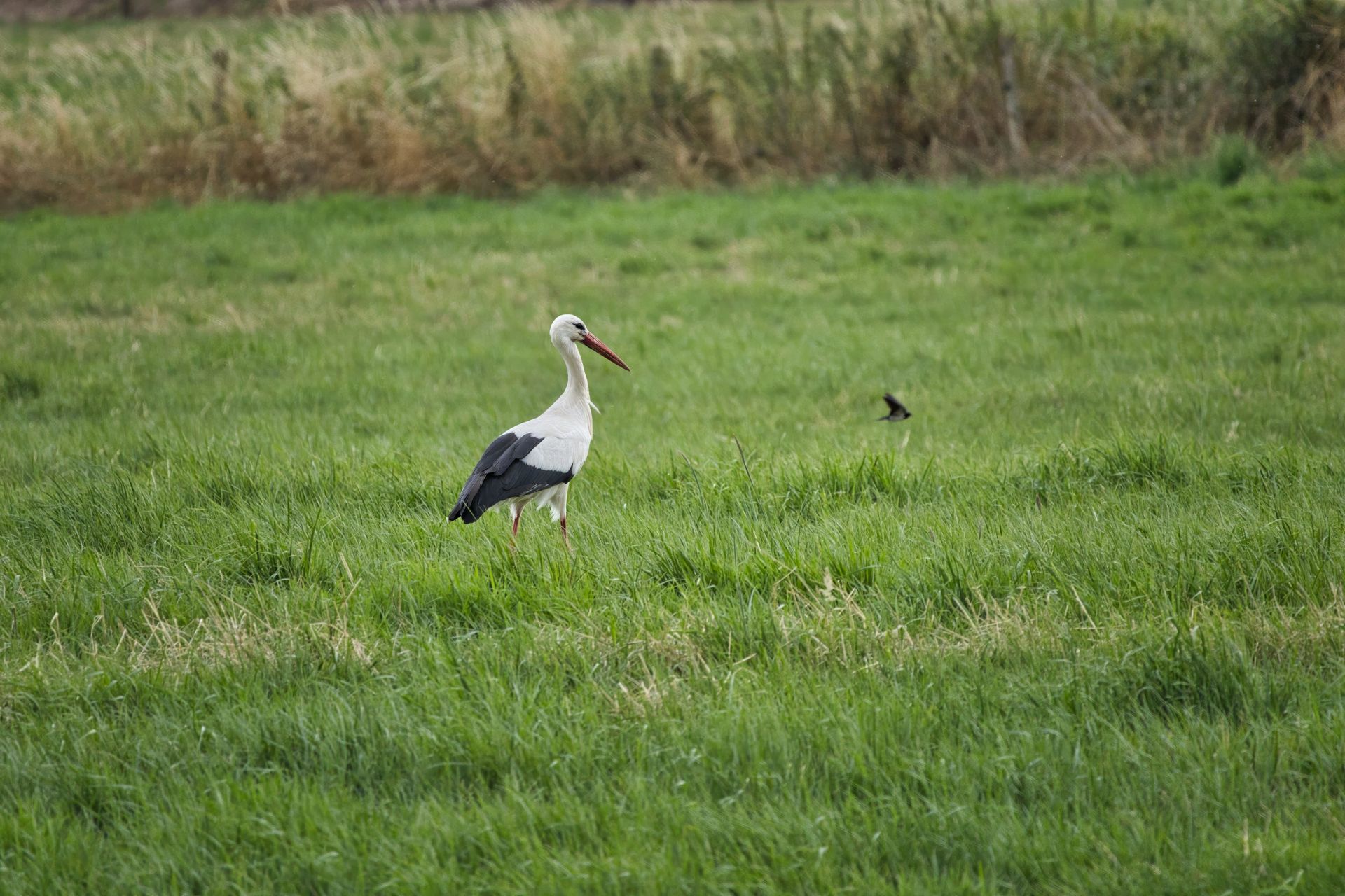 A white stork standing gracefully in a vibrant green meadow, symbolizing wildlife and freedom.