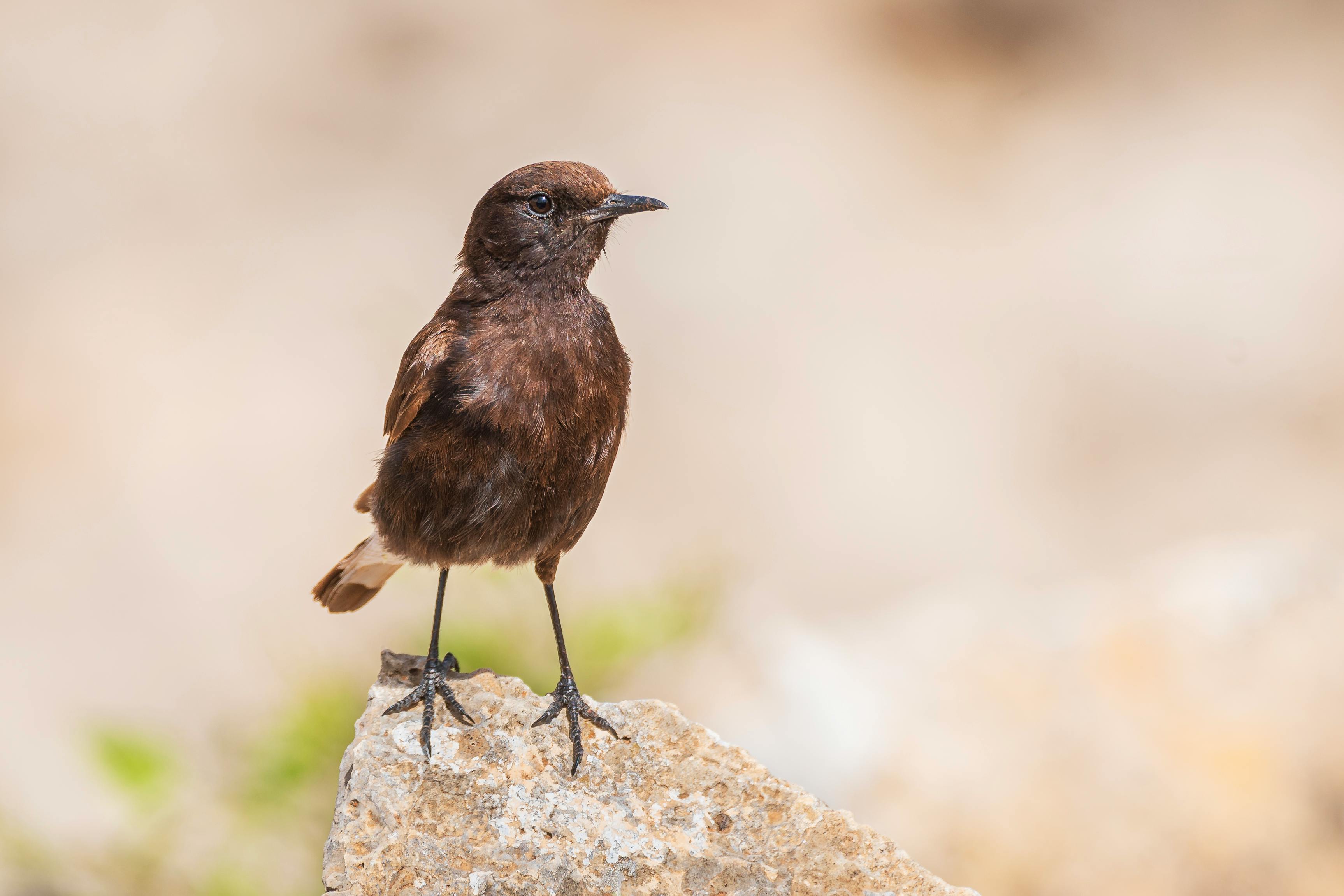 Integrasi dengan Alat Analitik