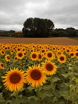 Explore an expansive sunflower field in England, showcasing vibrant blooms under overcast skies.