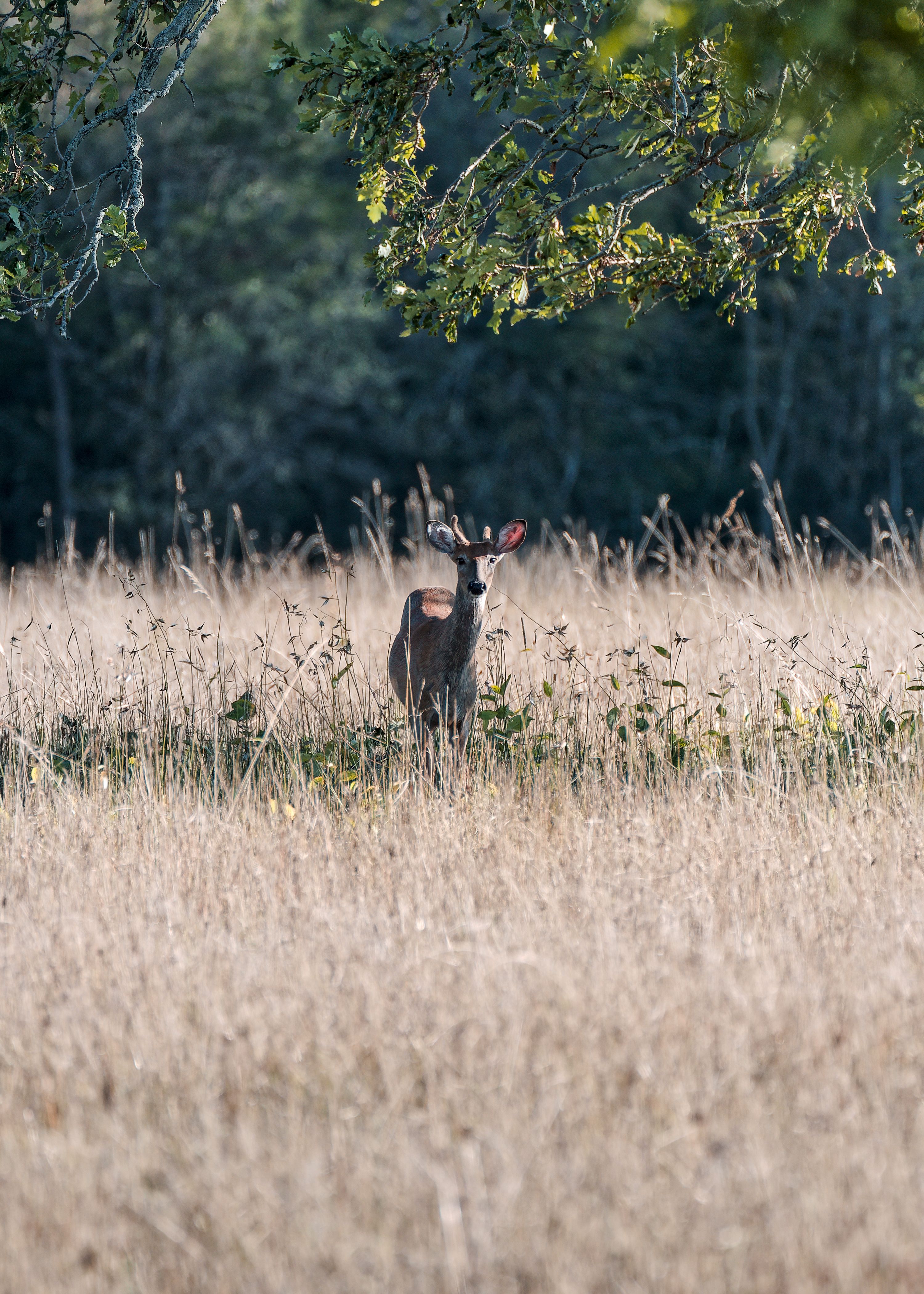 Wild white-tailed deer stands in a golden field under green foliage in Henderson, New York.