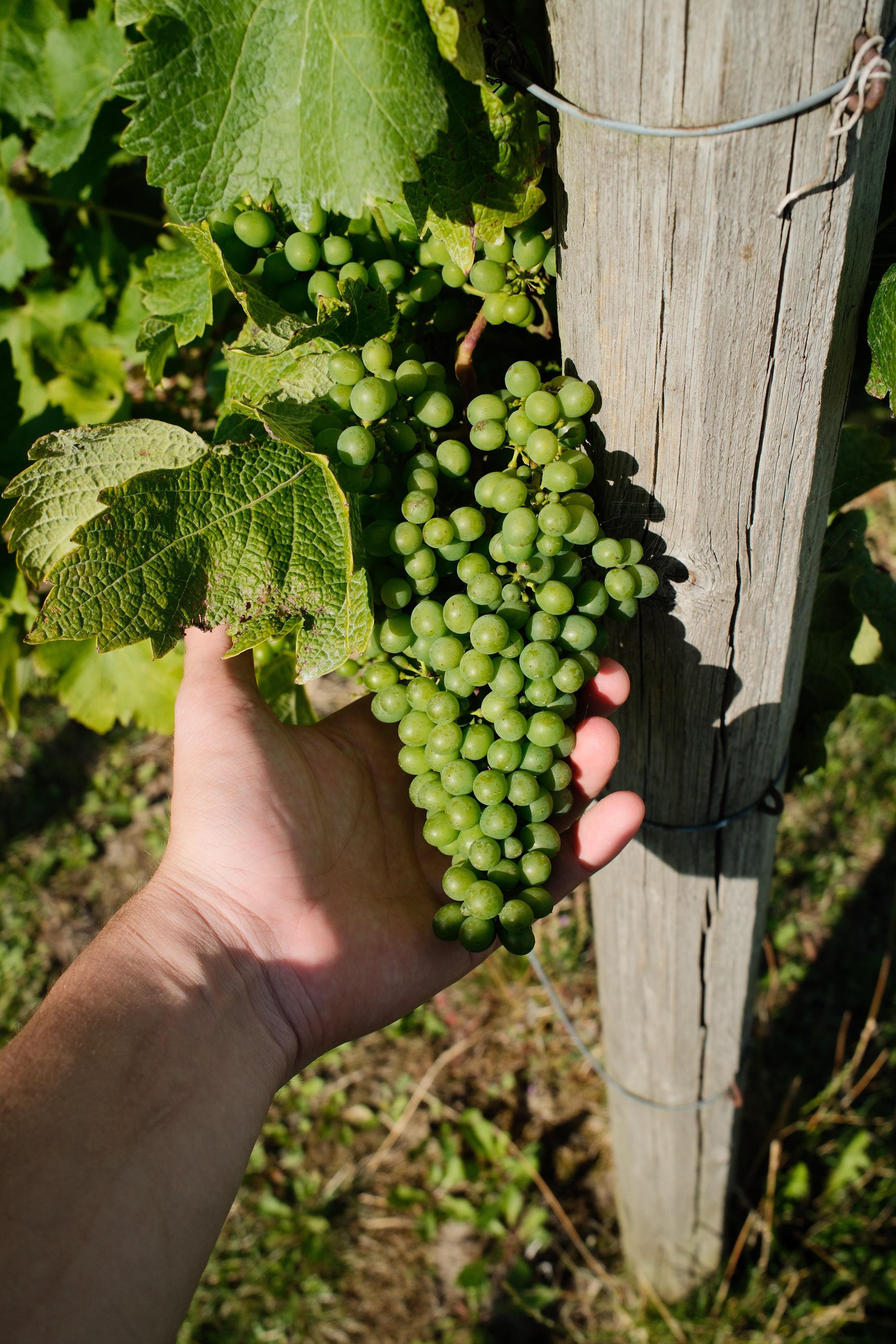 A person holding a bunch of green grapes on a vineyard vine during the day.
