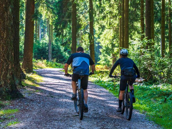 Cyclists riding mountain bikes on a forest trail