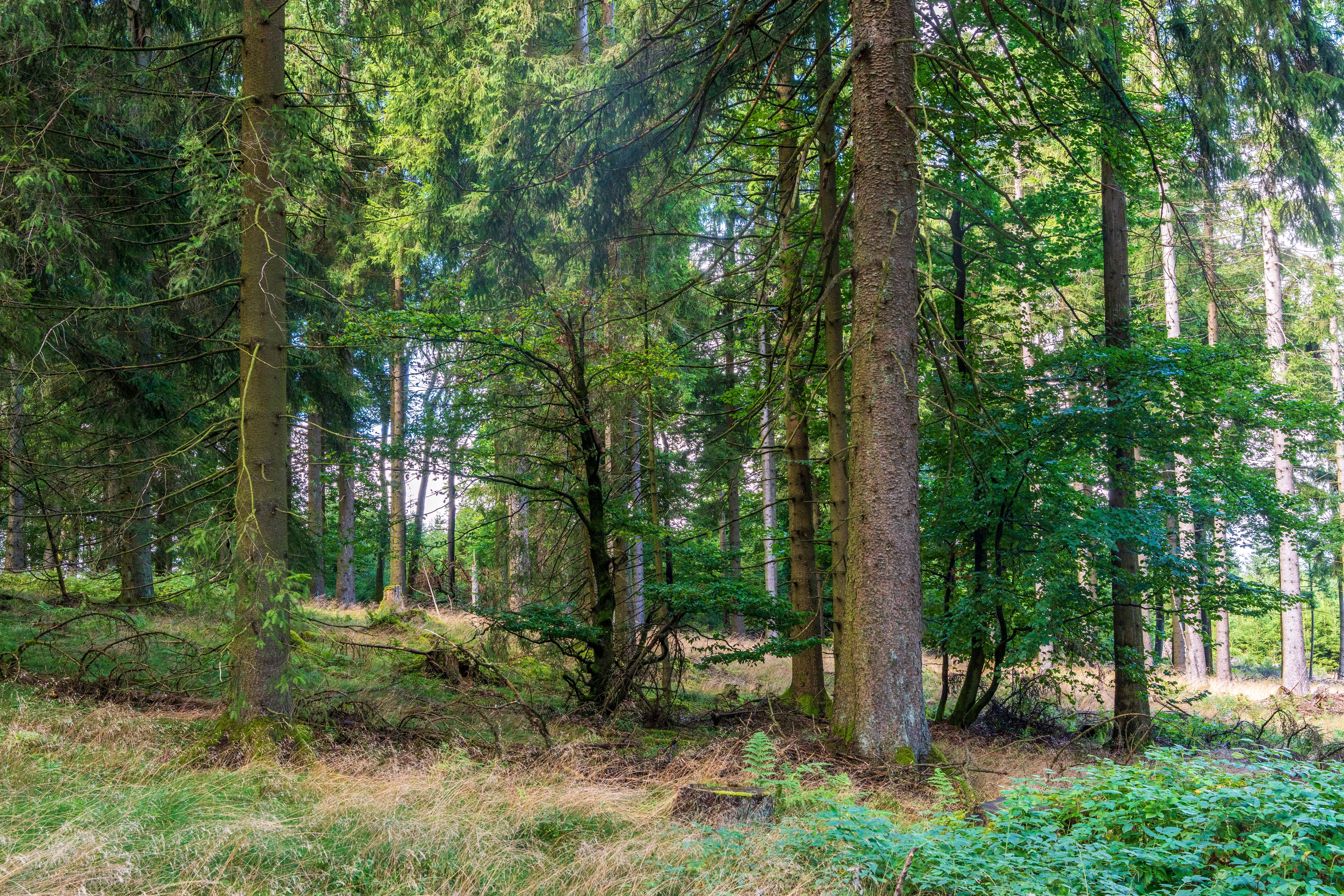 Gesunder Wald als Symbol für Nachhaltigkeit