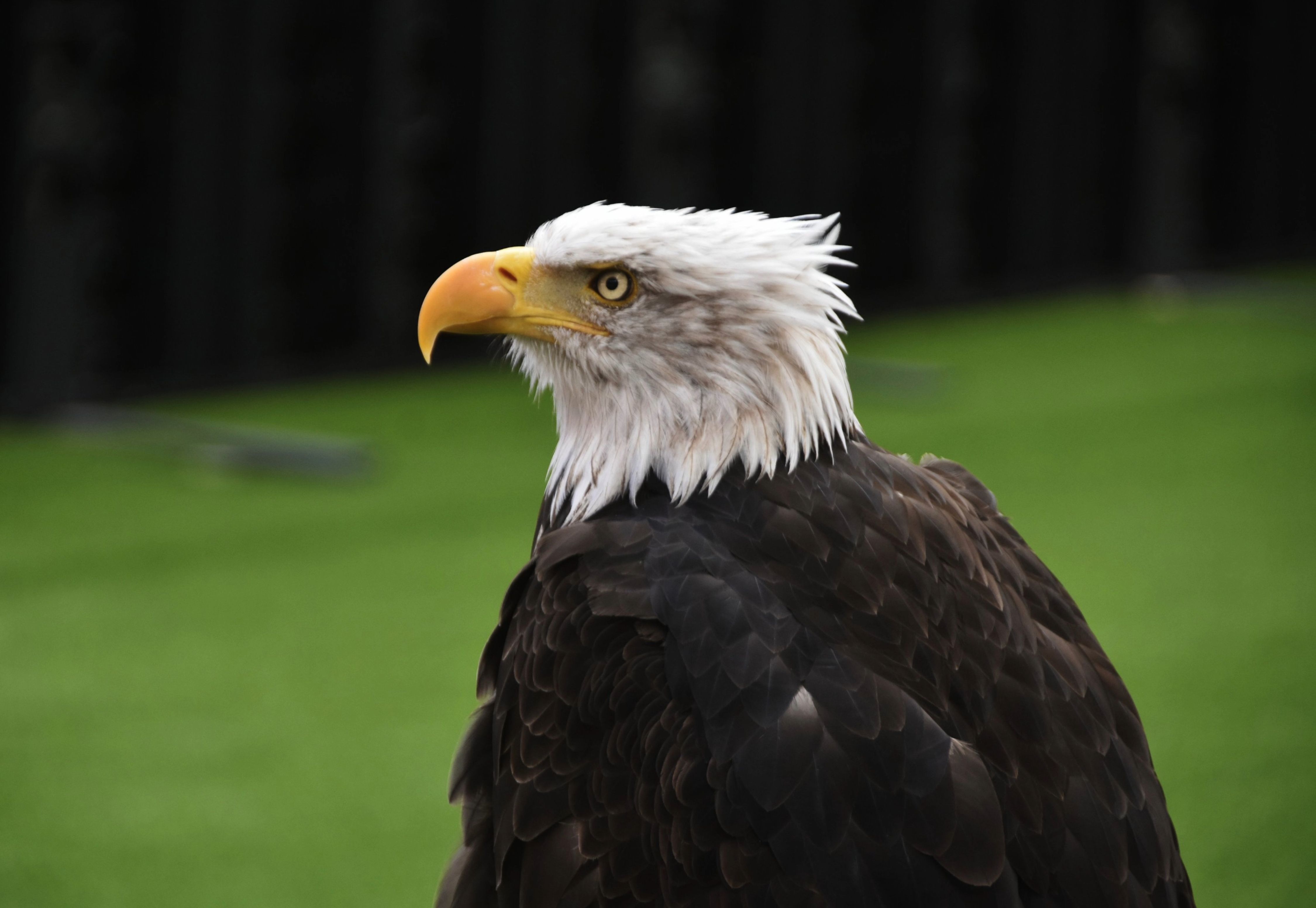 A captivating close-up of a Bald Eagle with vivid details taken in Lisboa, Portugal.