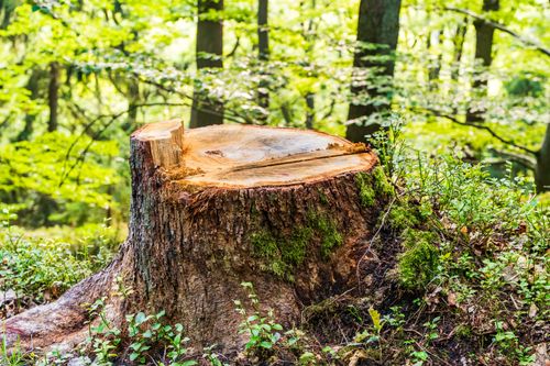 Free A tree stump surrounded by lush greenery in a sunlit forest, evoking nature and growth. Stock Photo