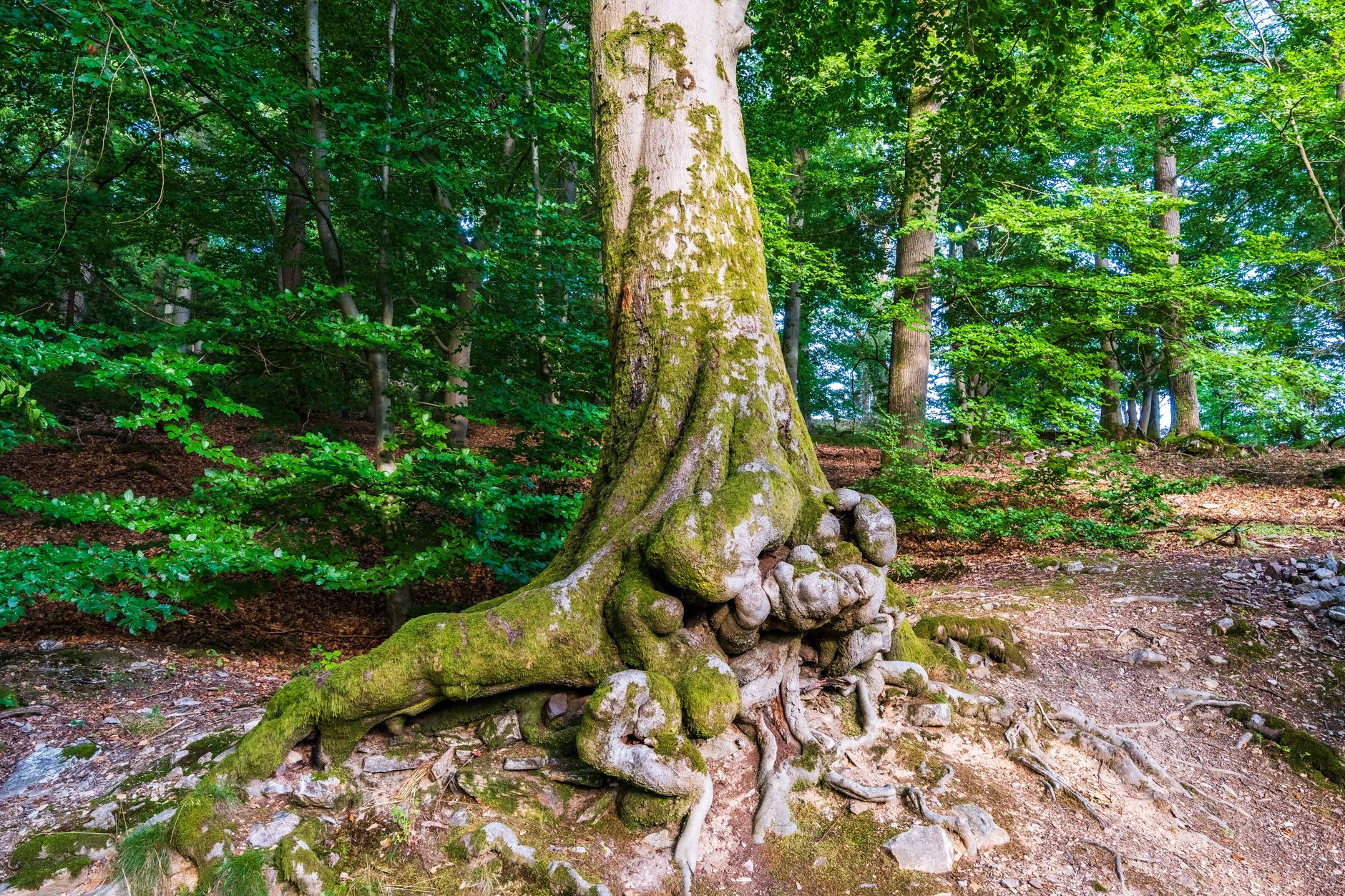 Massive tree trunk with gnarled roots in verdant forest setting, showcasing nature's beauty.