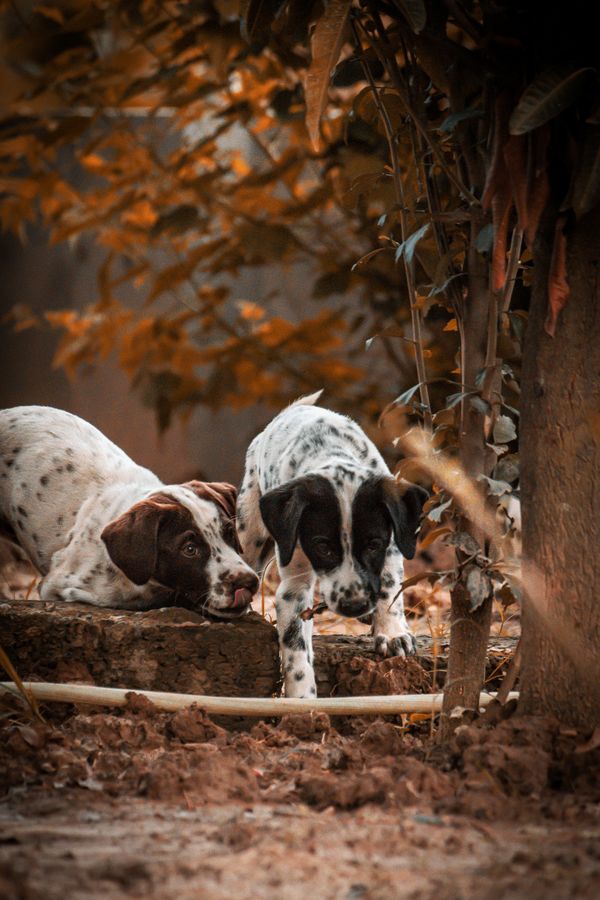 Dois cachorrinhos brincalhões explorando uma cena de jardim outonal cheio de folhas.