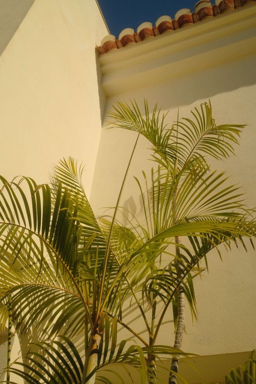 Free Vibrant palm leaves casting shadows on a sunlit stucco wall, showcasing tropical vibes. Stock Photo