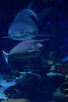 Close-up view of a small fish swimming in an aquarium with a shark visible in the background.