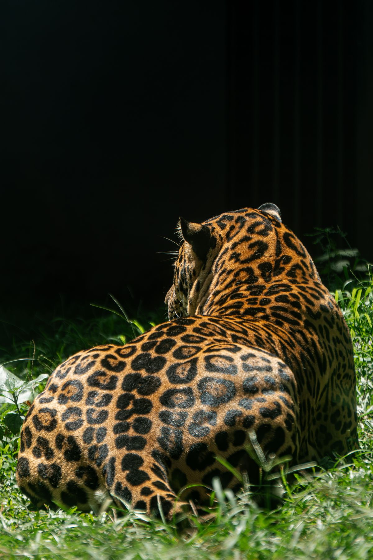 Sri Lankan leopard in its natural habitat