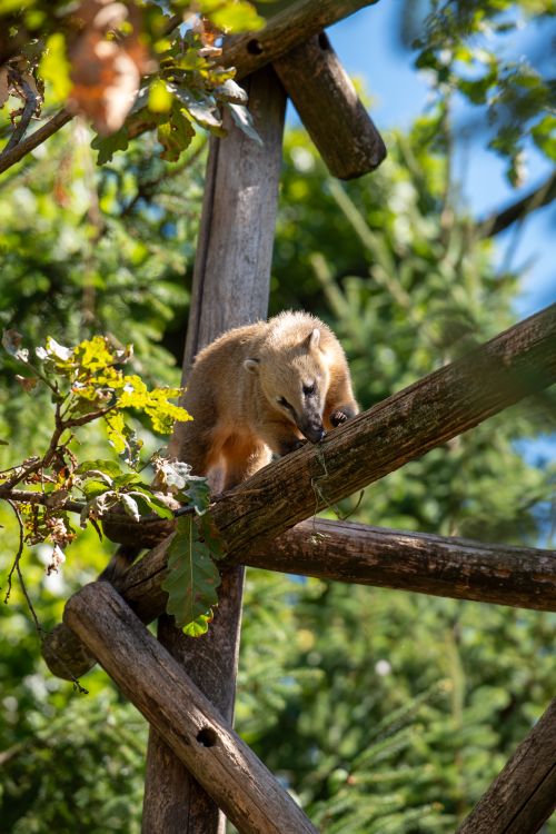 Free Curious coati climbing among trees on a sunny day in the forest. Stock Photo