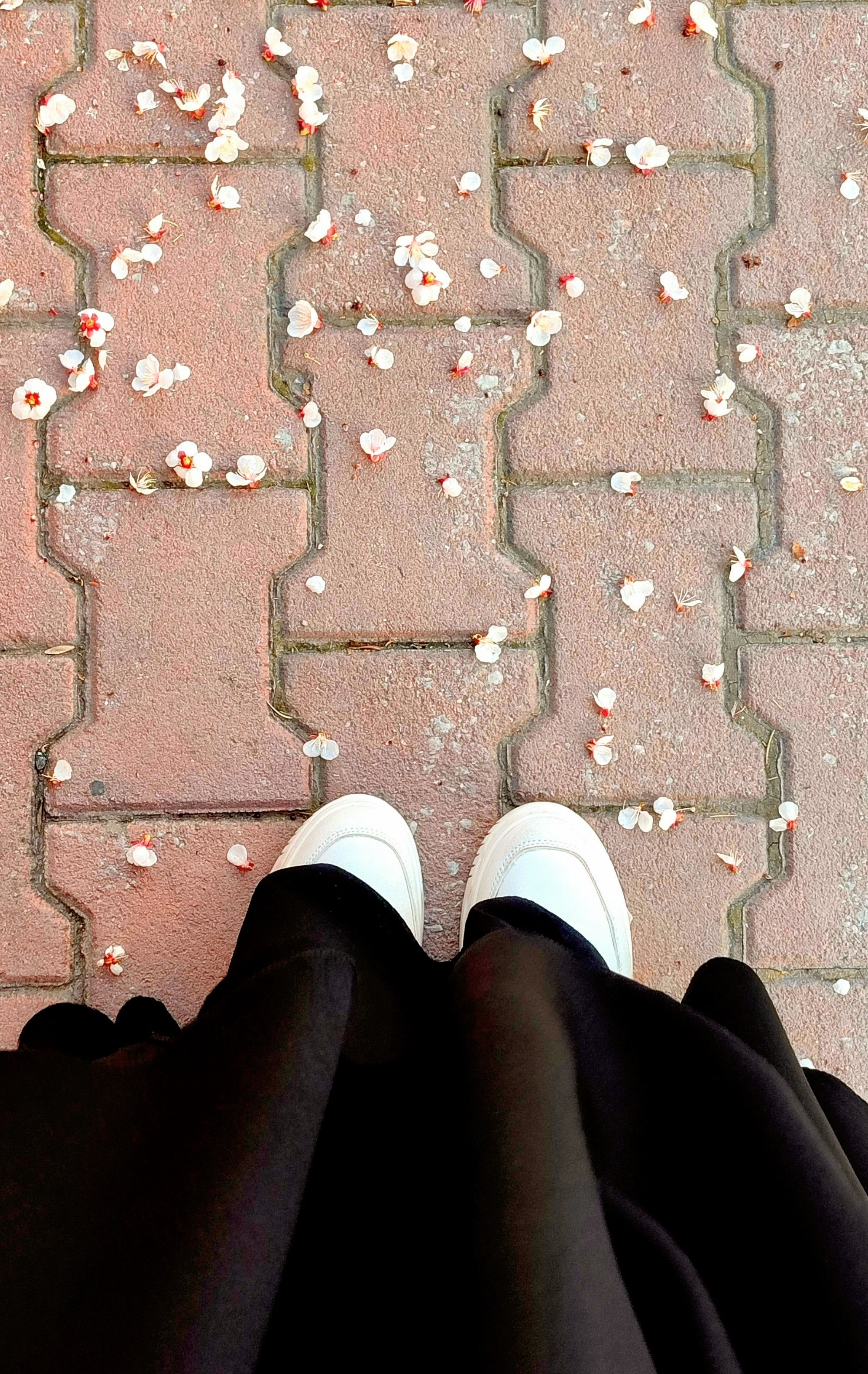 Overhead view of white sneakers on a petal scattered brick path, capturing a spring moment.
