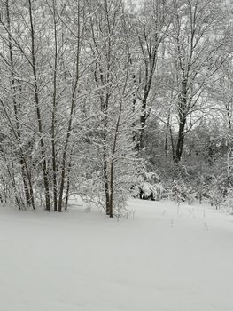 Serene winter scene featuring snow-covered trees in a quiet landscape.