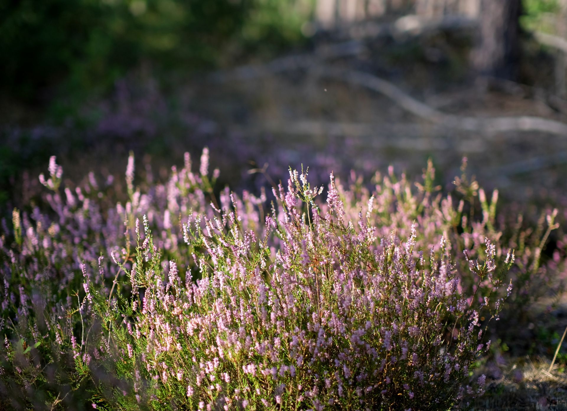 Sunlight bathes a patch of purple heather in a serene forest setting, creating a peaceful nature scene.