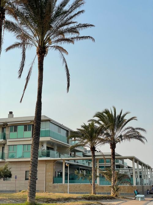 Free Contemporary beachfront apartments framed by tall palm trees under a clear sky. Stock Photo