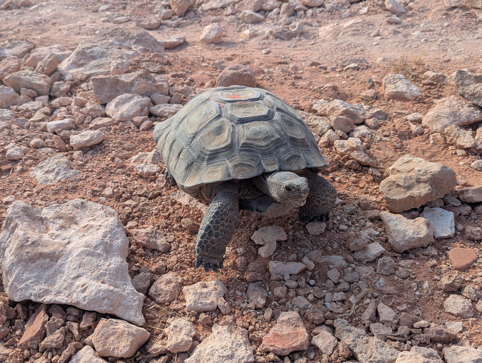 Tortoises
