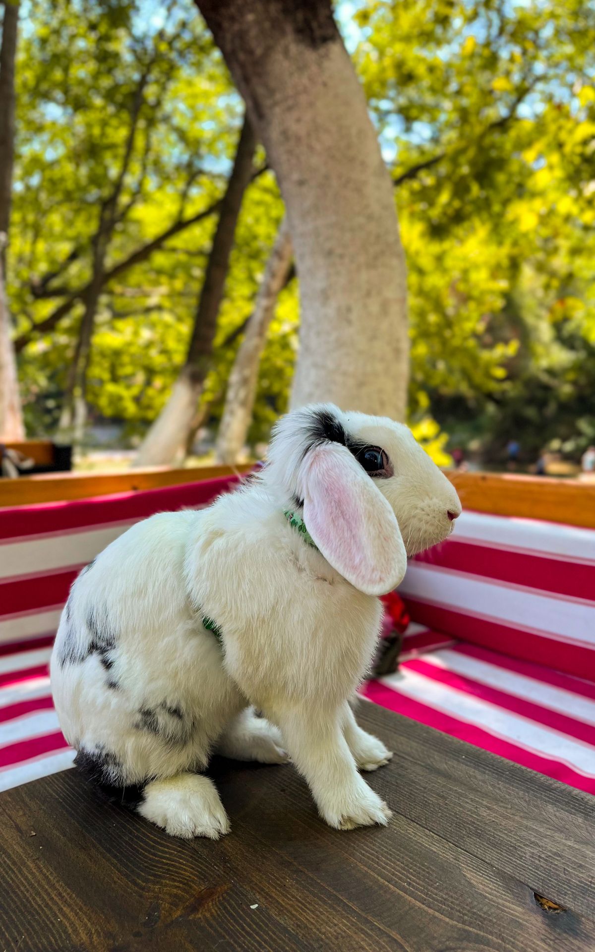 Holland Lop Kaninchen: Haltung, Ohrenpflege, Ernährung und Gesundheit