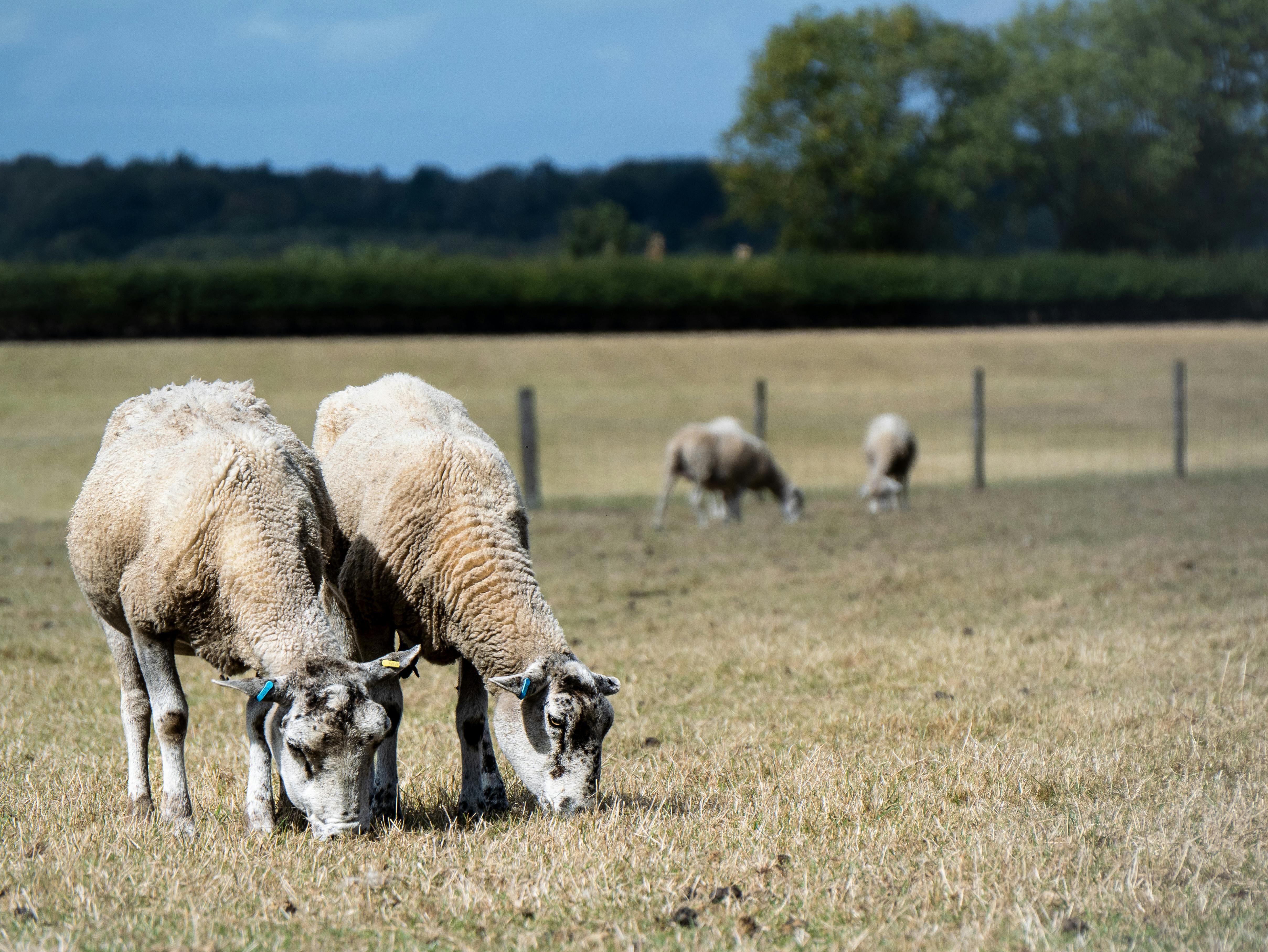 Sheep grazing in a peaceful field in Barton-under-Needwood, England, under a bright summer sky.