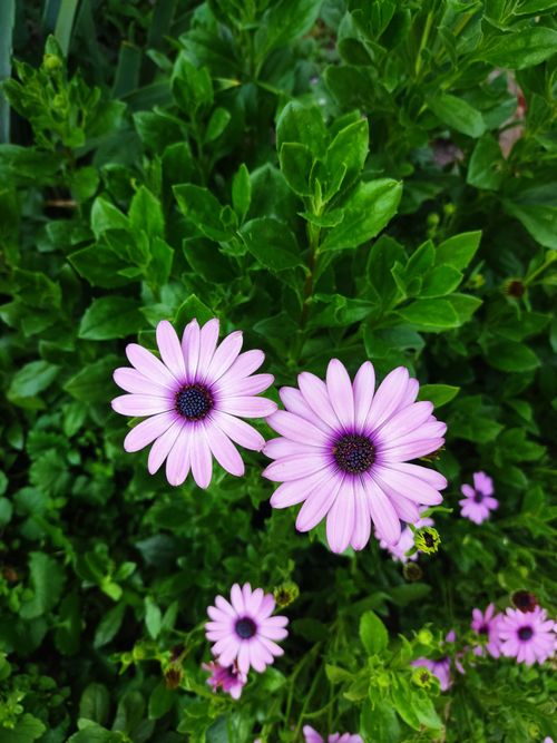Free Close-up of vibrant purple Osteospermum flowers blooming in the Carpathians, Ukraine, during spring. Stock Photo
