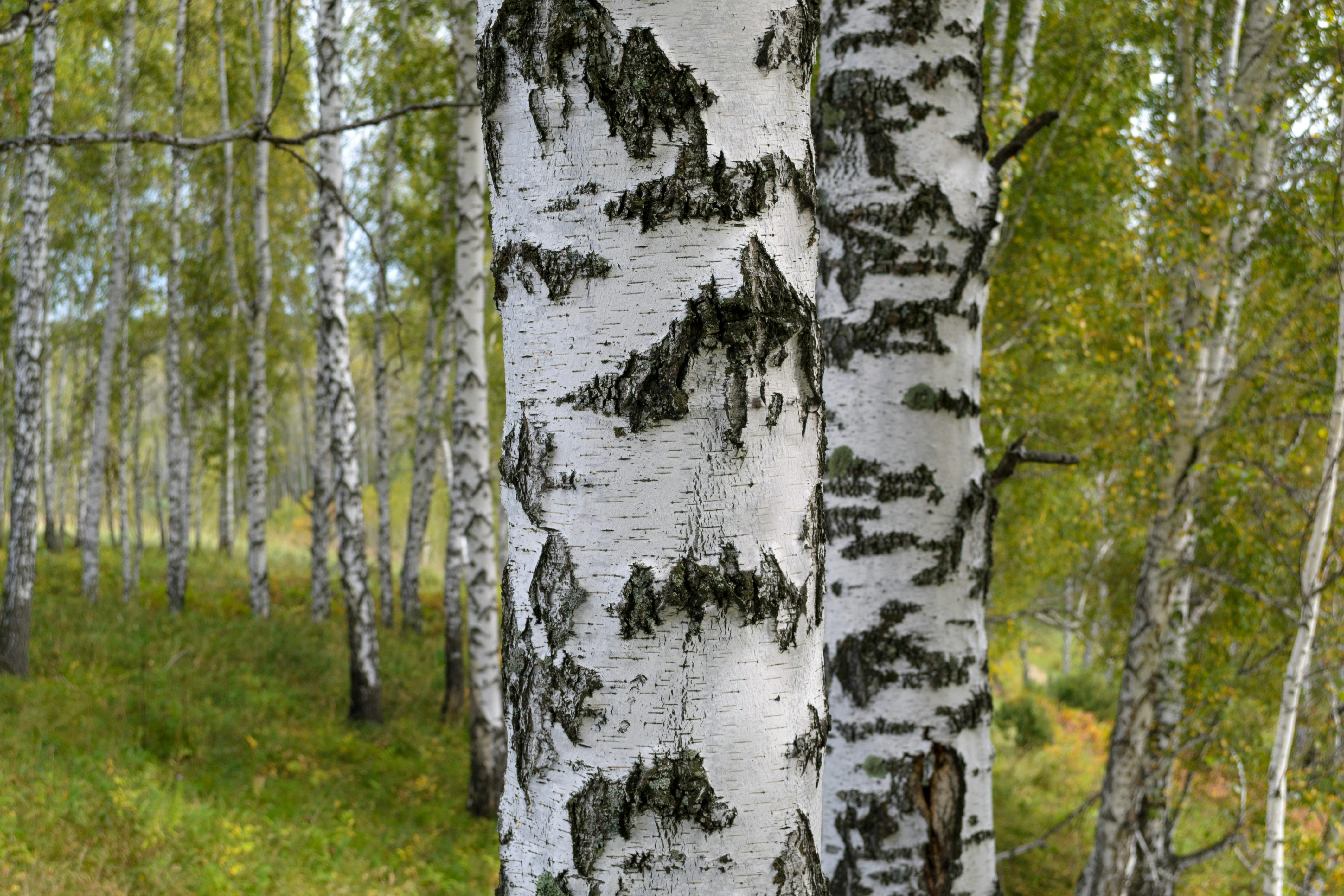 How To Live Stress Free