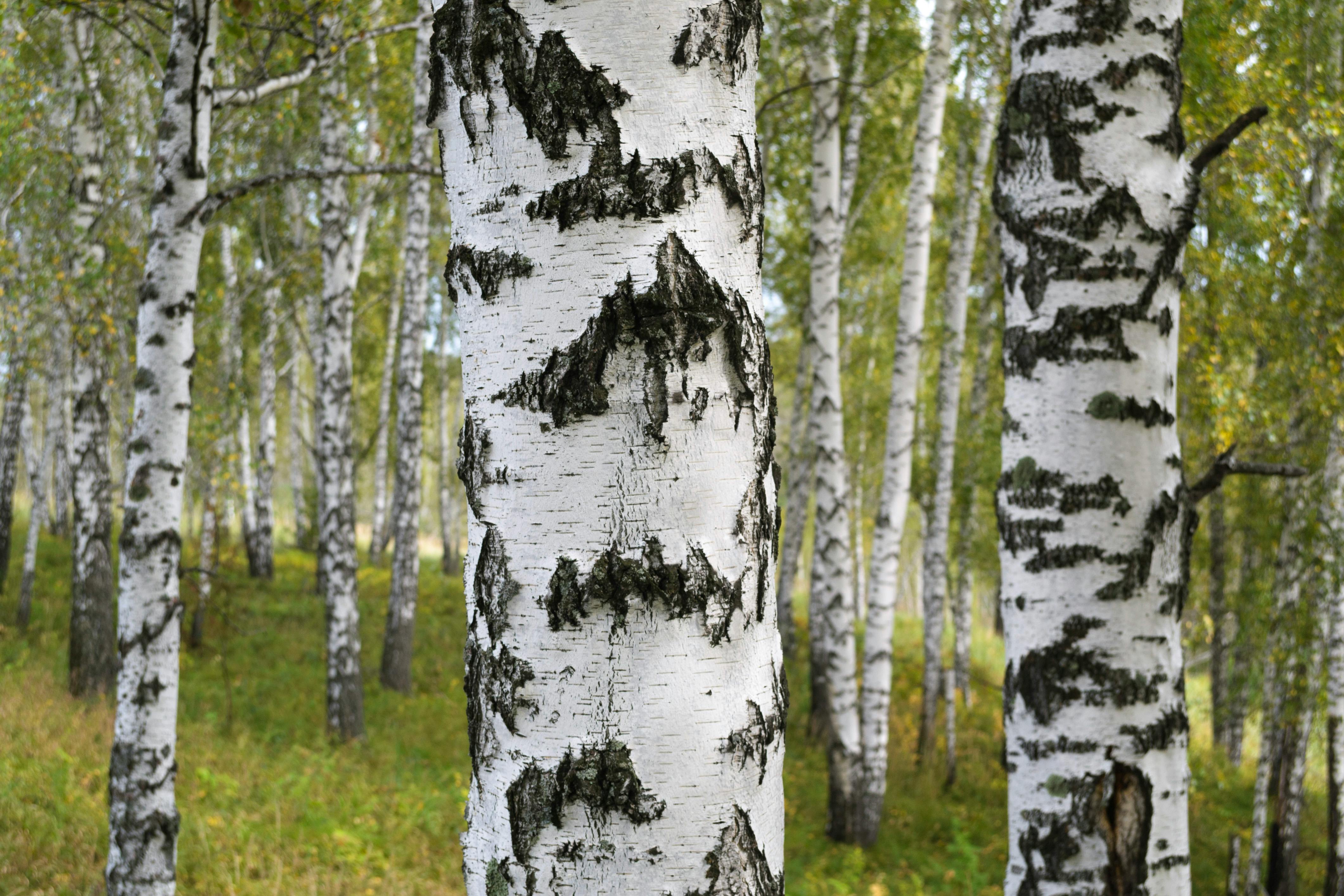 How To Live Stress Free