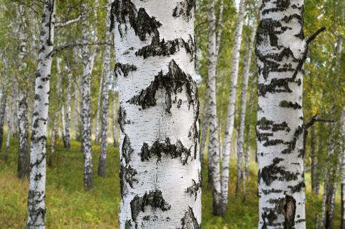 Free Close-up of birch trees in a forest setting, showcasing serene autumn beauty. Stock Photo