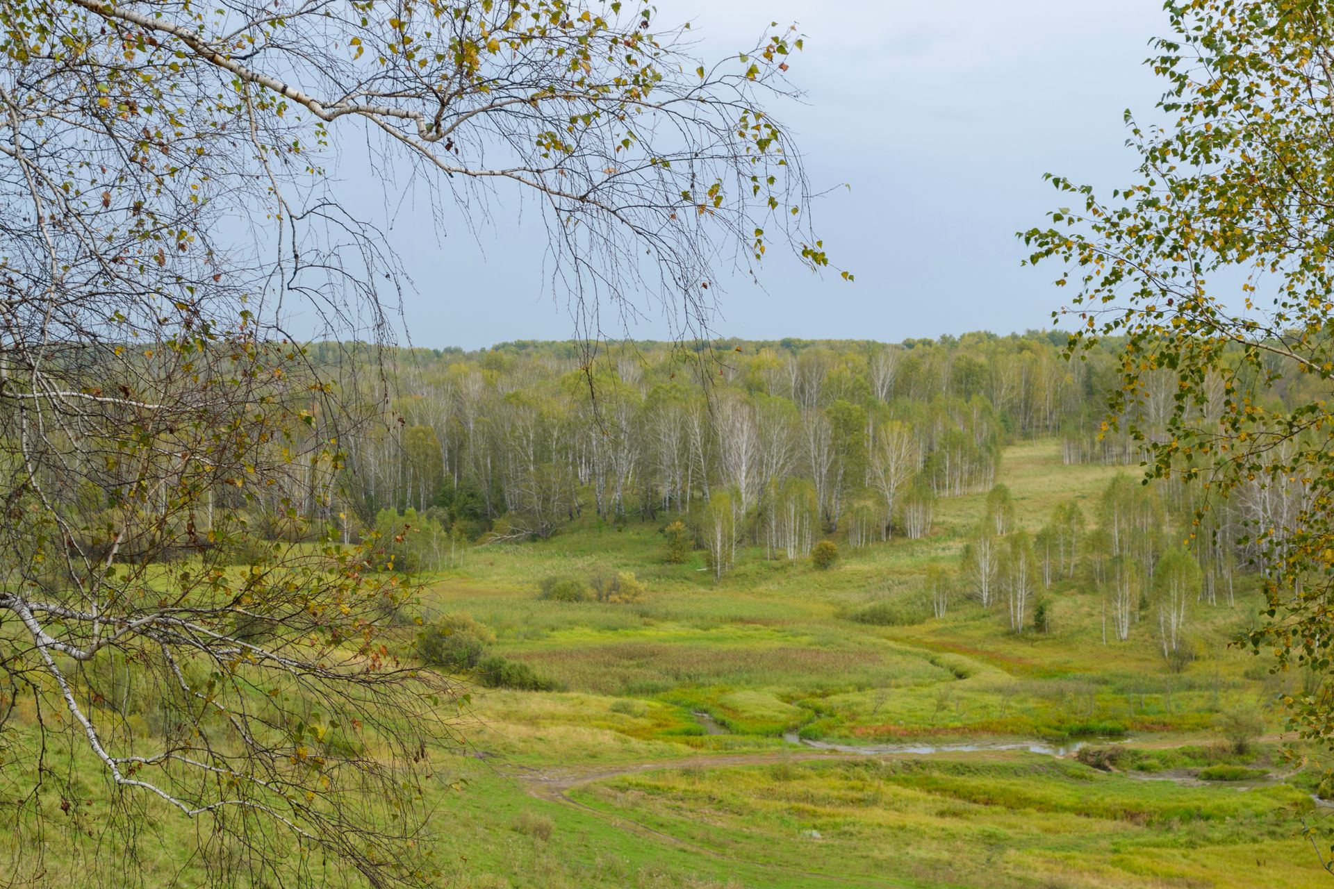 Free stock photo of autumn, birch, cloudy