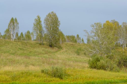 Free Peaceful autumn landscape featuring birch trees on a grassy hillside under a cloudy sky. Stock Photo