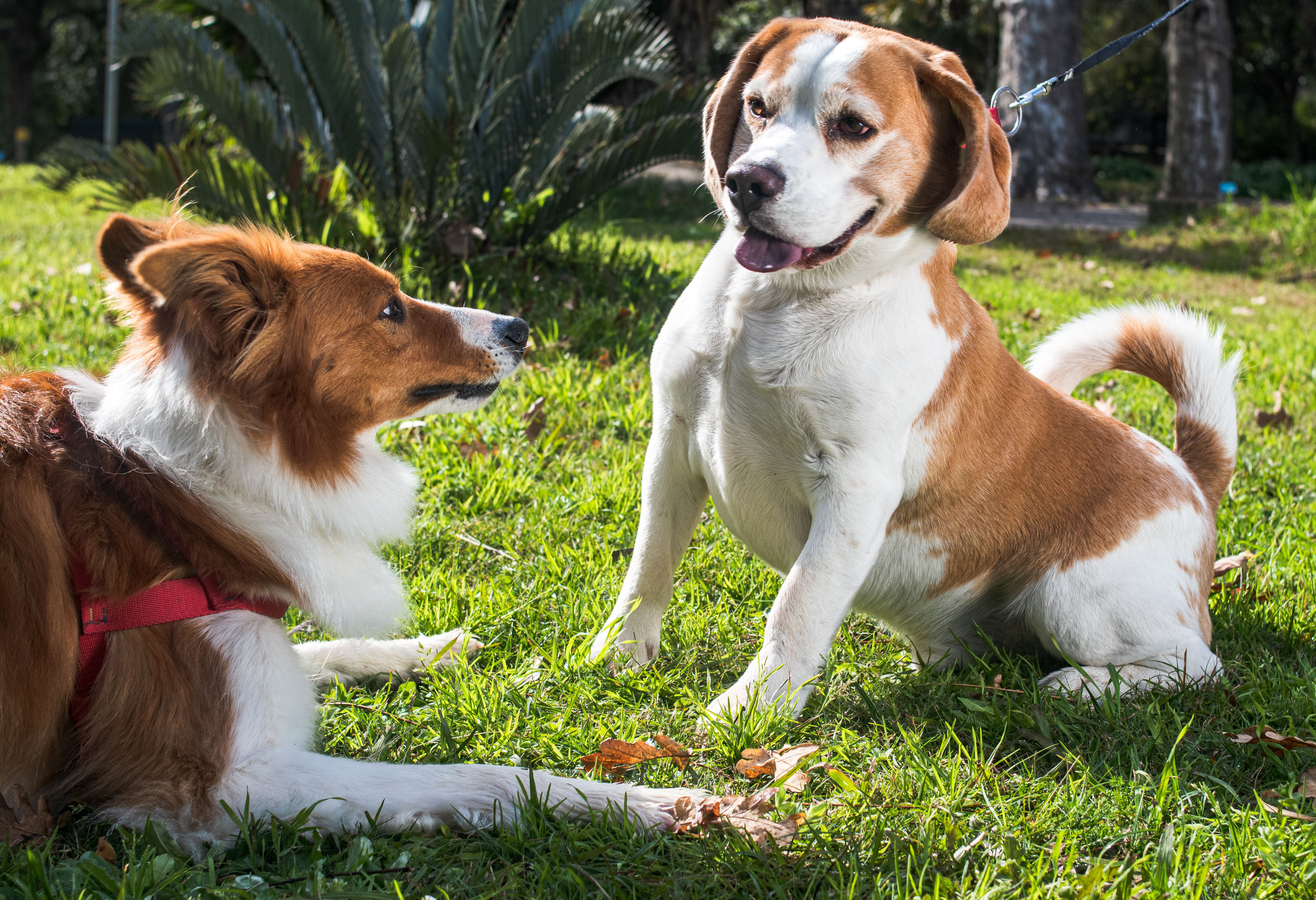 A dog receiving gentle pets from its owner outdoors