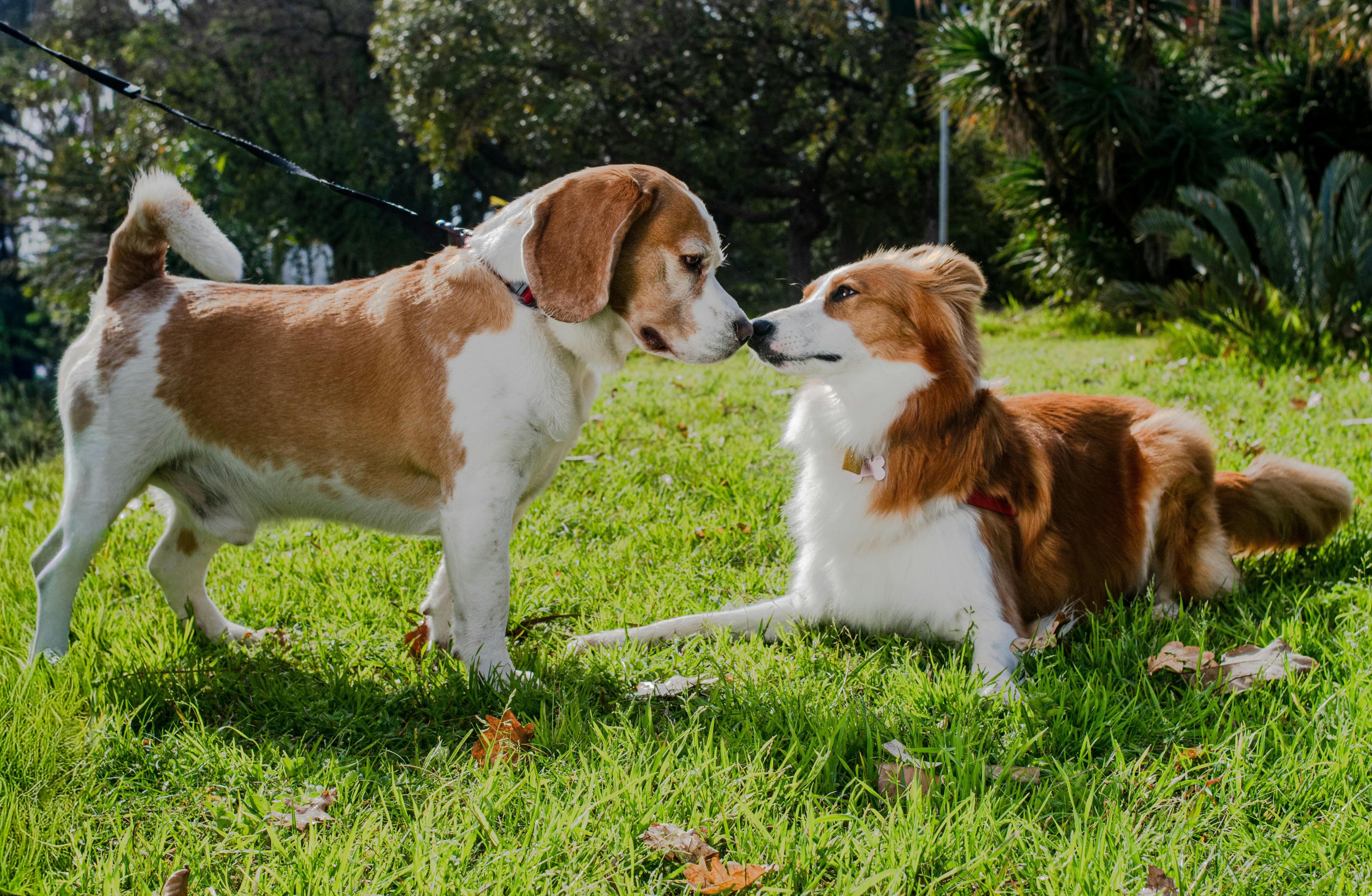 A Beagle and a Border Collie meeting in a sunlit park in Montevideo, Uruguay.
