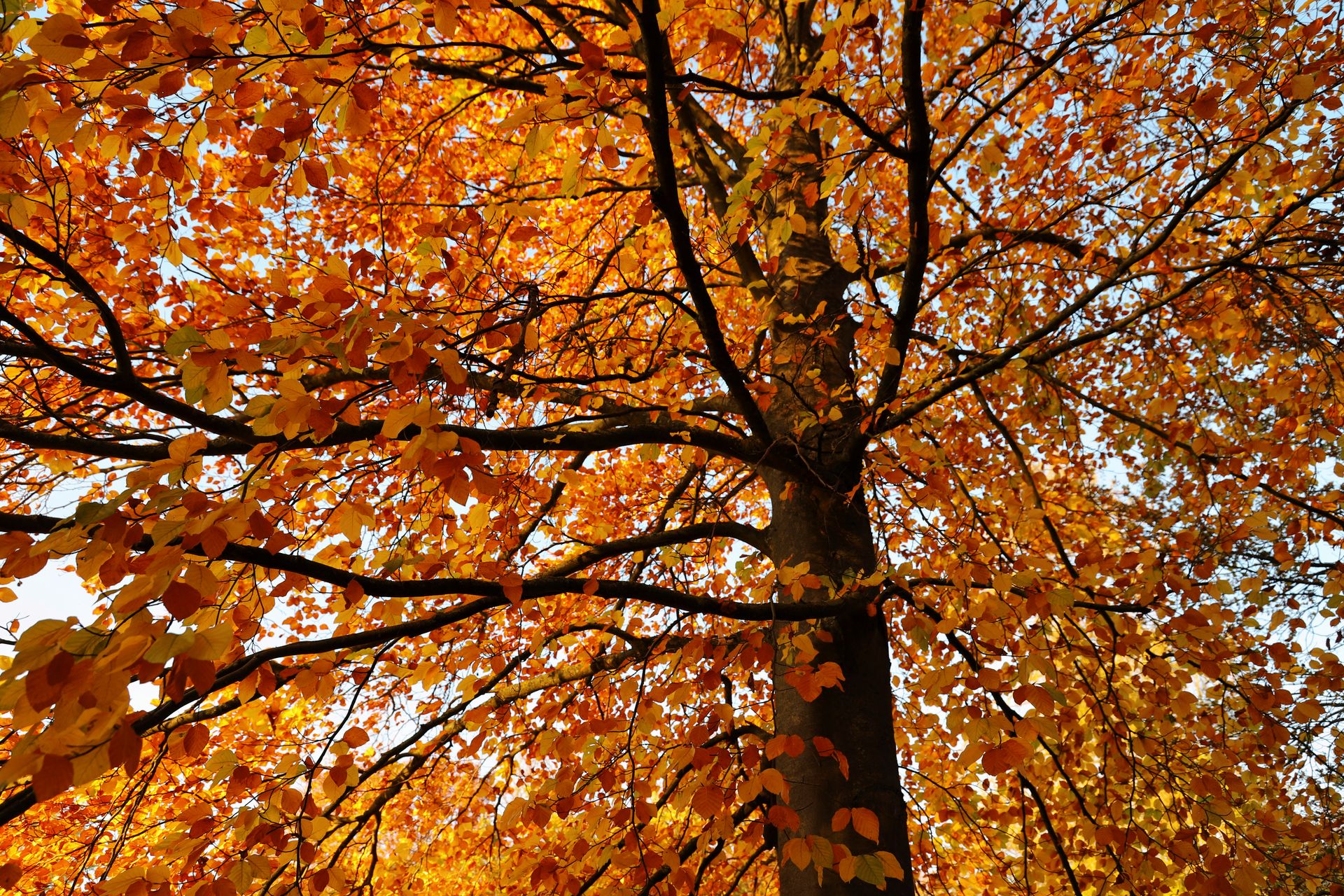 A stunning display of fall foliage with vibrant orange and yellow leaves on a tree.