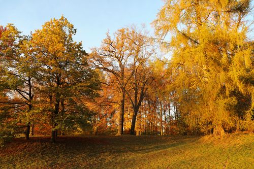 Free Capture the beauty of autumn with colorful foliage in a serene forest setting. Stock Photo