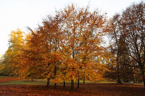 Free Beautiful autumn scene capturing colorful foliage in a serene forest park. Stock Photo