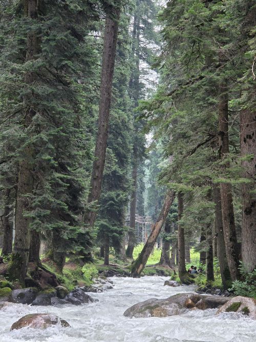 Free A peaceful river flows through a dense, lush forest creating a tranquil atmosphere. Stock Photo