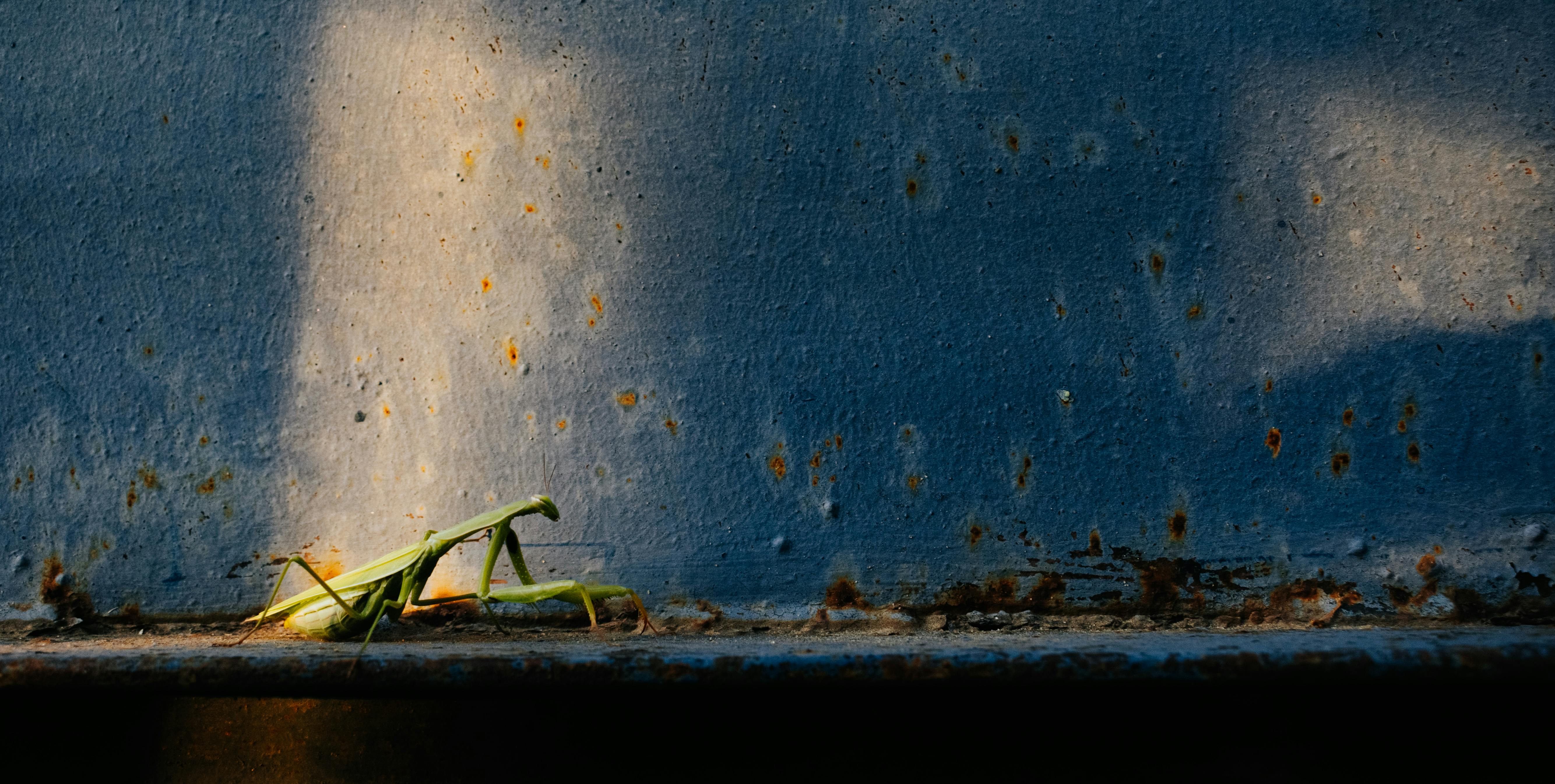 Ücretsiz açık hava, arka fon, arka plan içeren Ücretsiz stok fotoğraf Stok Fotoğraflar