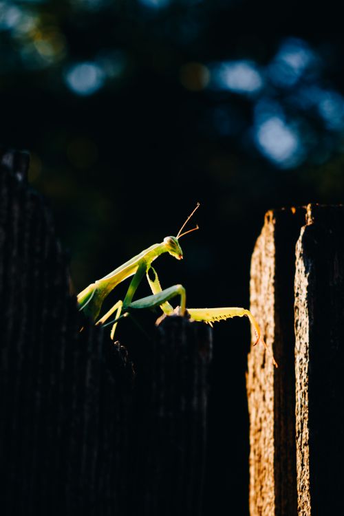 Free A vibrant praying mantis rests on a rustic wooden fence, capturing the essence of nature's elegance. Stock Photo