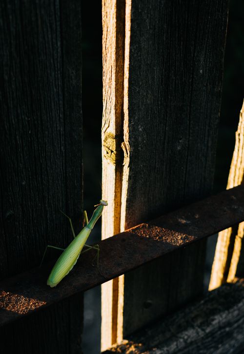 Free A praying mantis sits on a wooden fence, highlighted by sunlight, showcasing natural textures and shadows. Stock Photo