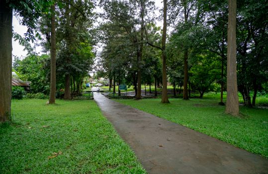 Serene walkway through lush green forest in Imphal, Manipur, India.