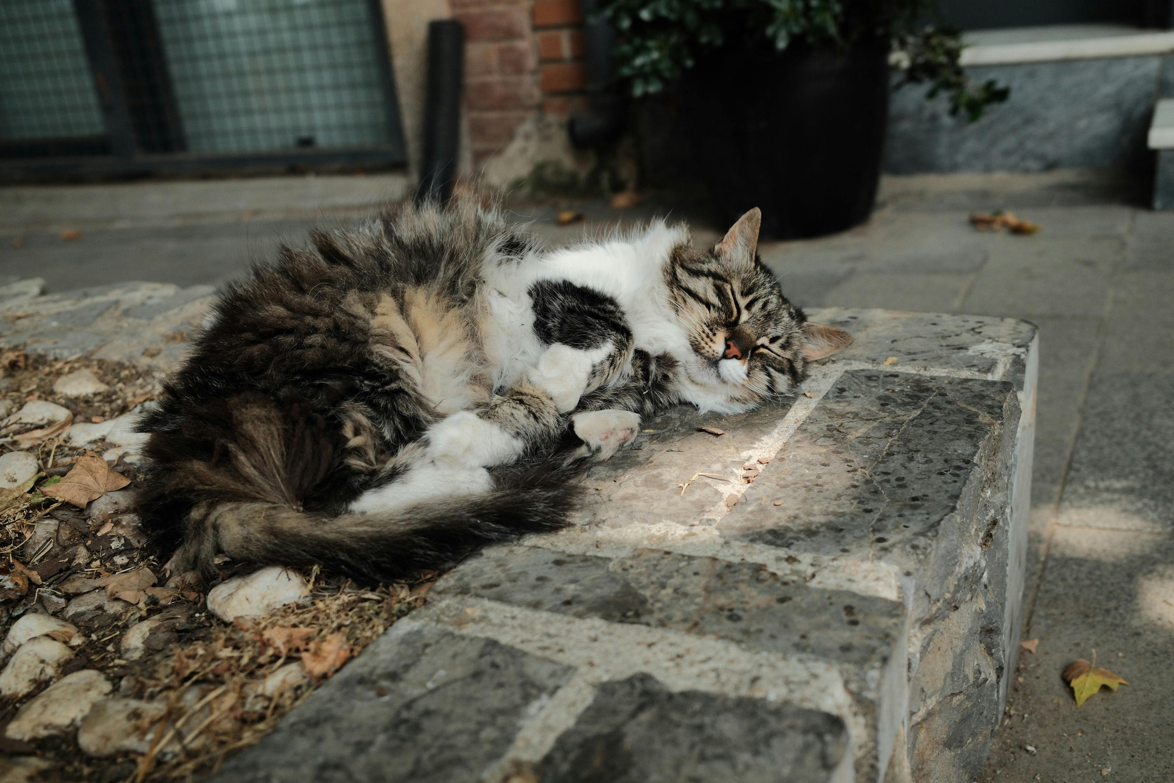 Kočka si vybírá místo podle klidu, ne podle pohodlí.