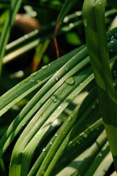 Green leaves with dewdrops glistening in bright sunlight, showcasing natural beauty.