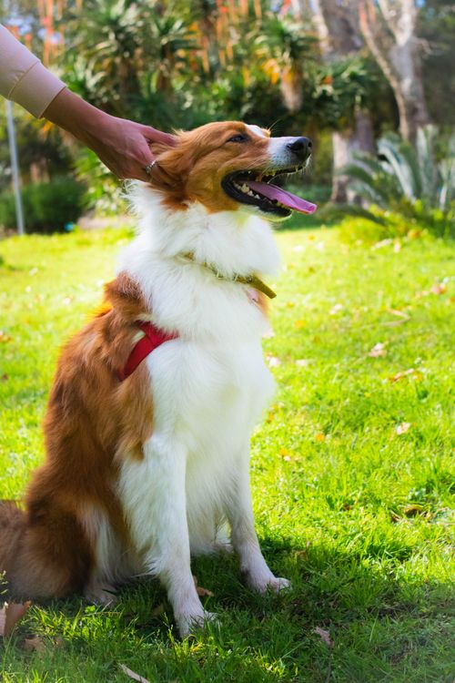 Free A joyful Border Collie sitting on grass during a sunny day with a person's hand petting it. Stock Photo