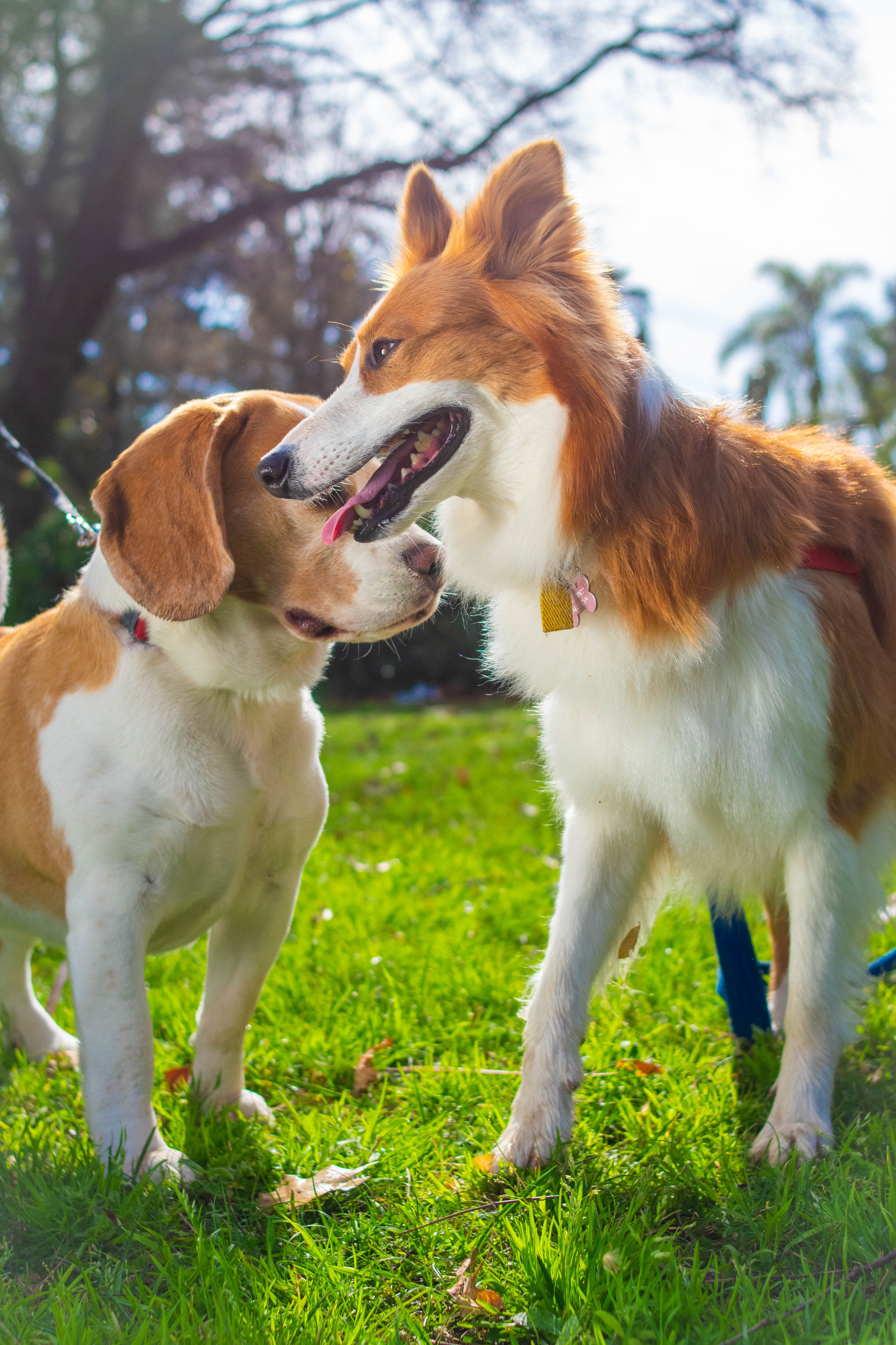Cuidado profesional y cercano en nuestro hotel canino
