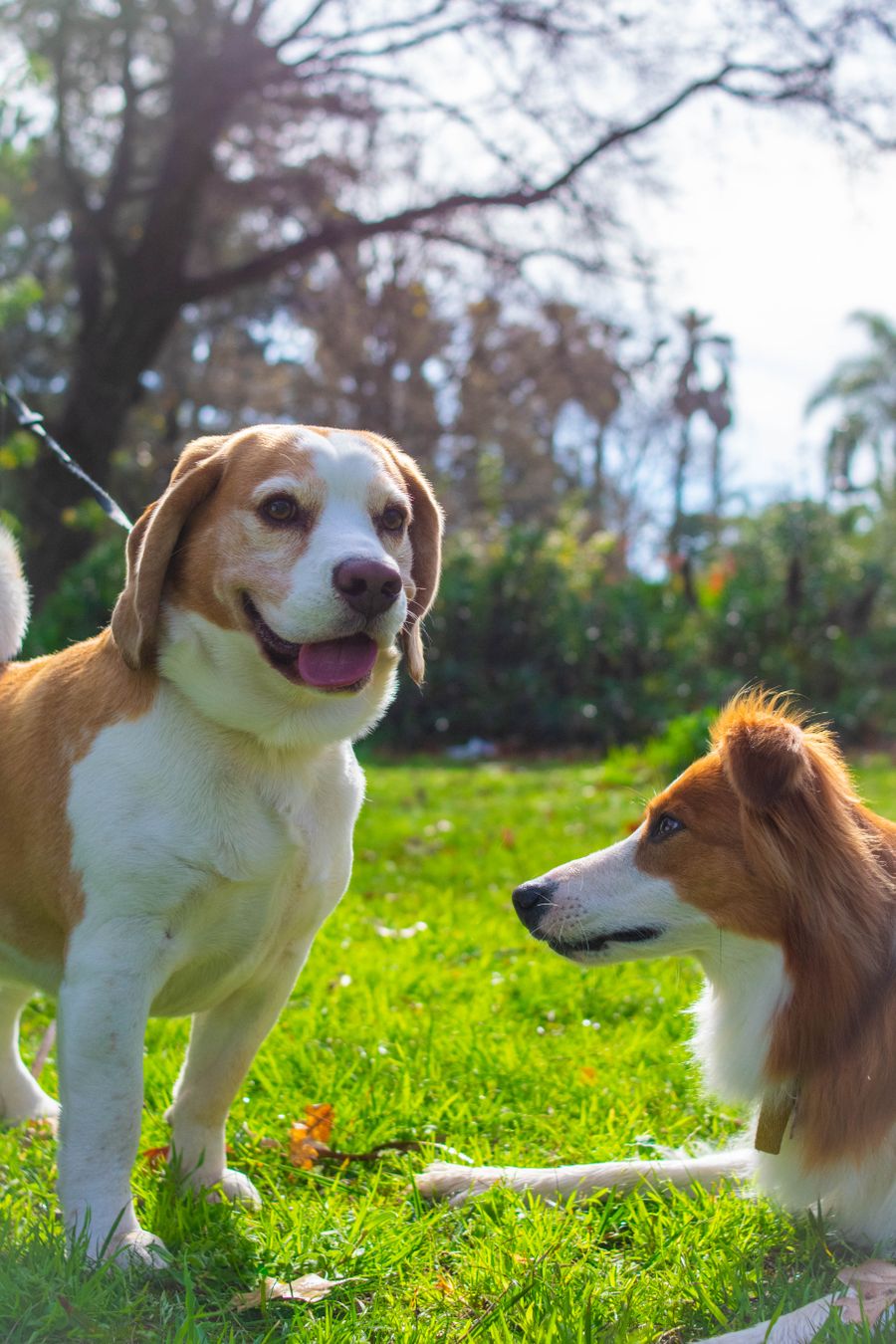 Two happy dogs enjoying an active sunny day outdoors