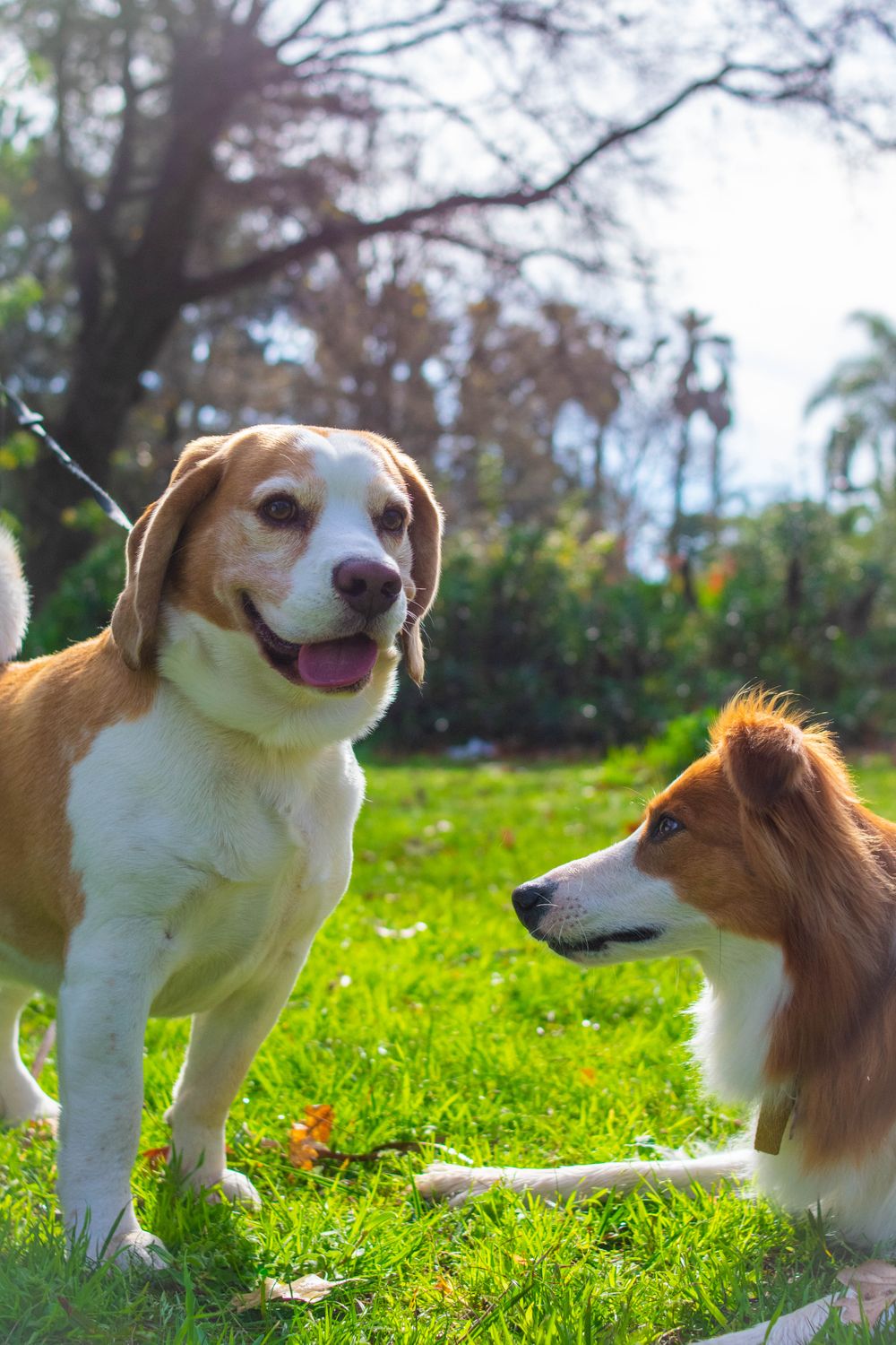 Two Dogs Enjoying a Sunny Day Outdoors · Free Stock Photo