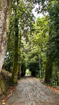 A serene pathway through a lush green forest, perfect for a peaceful walk in nature.