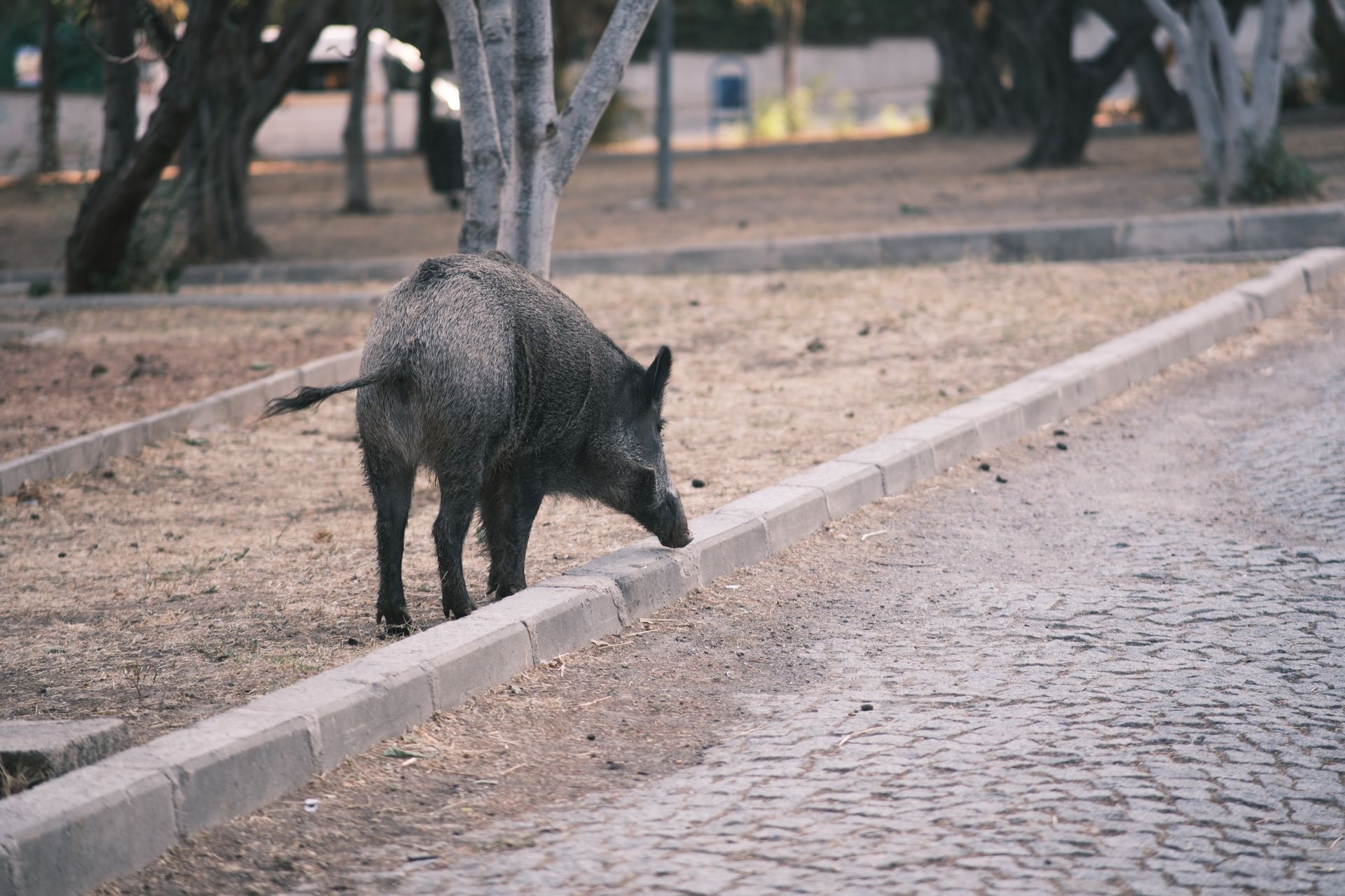 A wild boar roaming a suburban street in İzmir, Türkiye, amidst dry, urban nature during daylight.